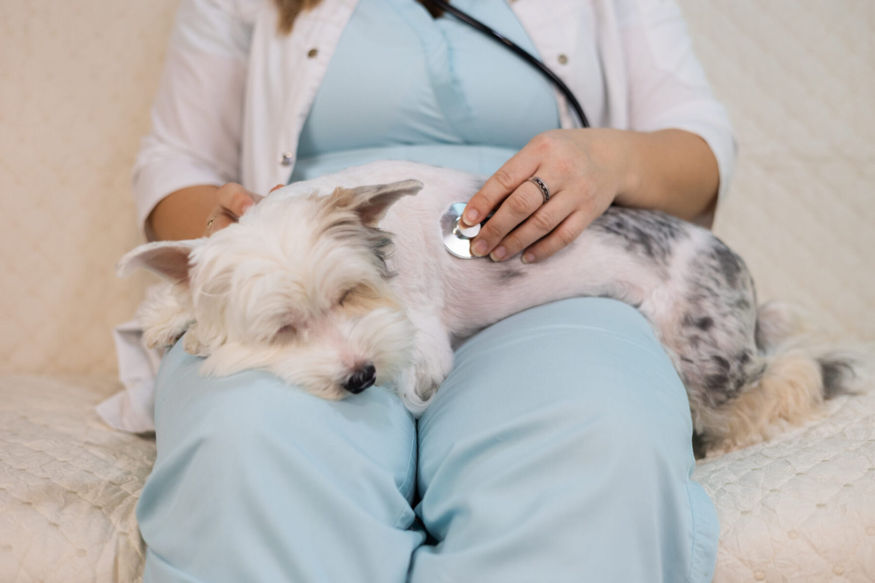 A dog is resting its head on its owner's lap. The person, possibly a veterinarian, is holding a stethoscope to the dog’s chest while wearing a light blue medical outfit. The dog appears calm and relaxed, and the setting looks like a cozy room, likely in a veterinary clinic or a home setting. The person’s hands gently rest on the dog as they listen to its heartbeat.