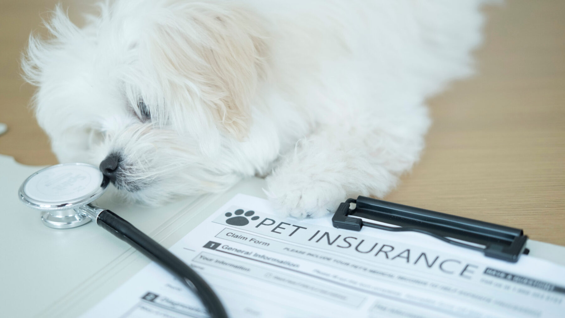 A small white dog sniffs a stethoscope next to a clipboard with a pet insurance claim form, conveying the idea of pet health coverage.